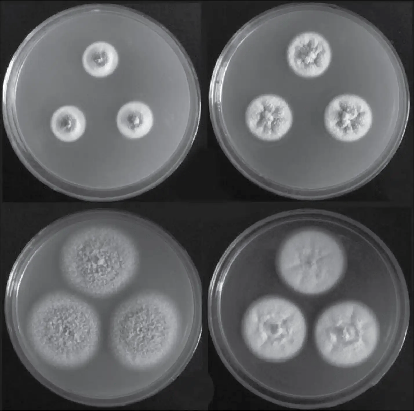Talaromyces pinophilus